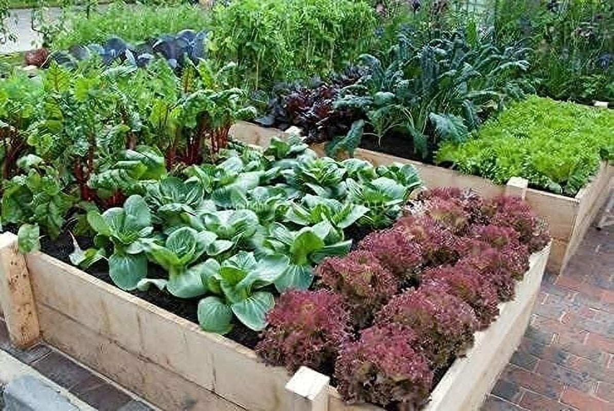 15,000 Heirloom Seeds Non-Gmo Organic for Planting Vegetables & Fruits (18 Variety Pack)