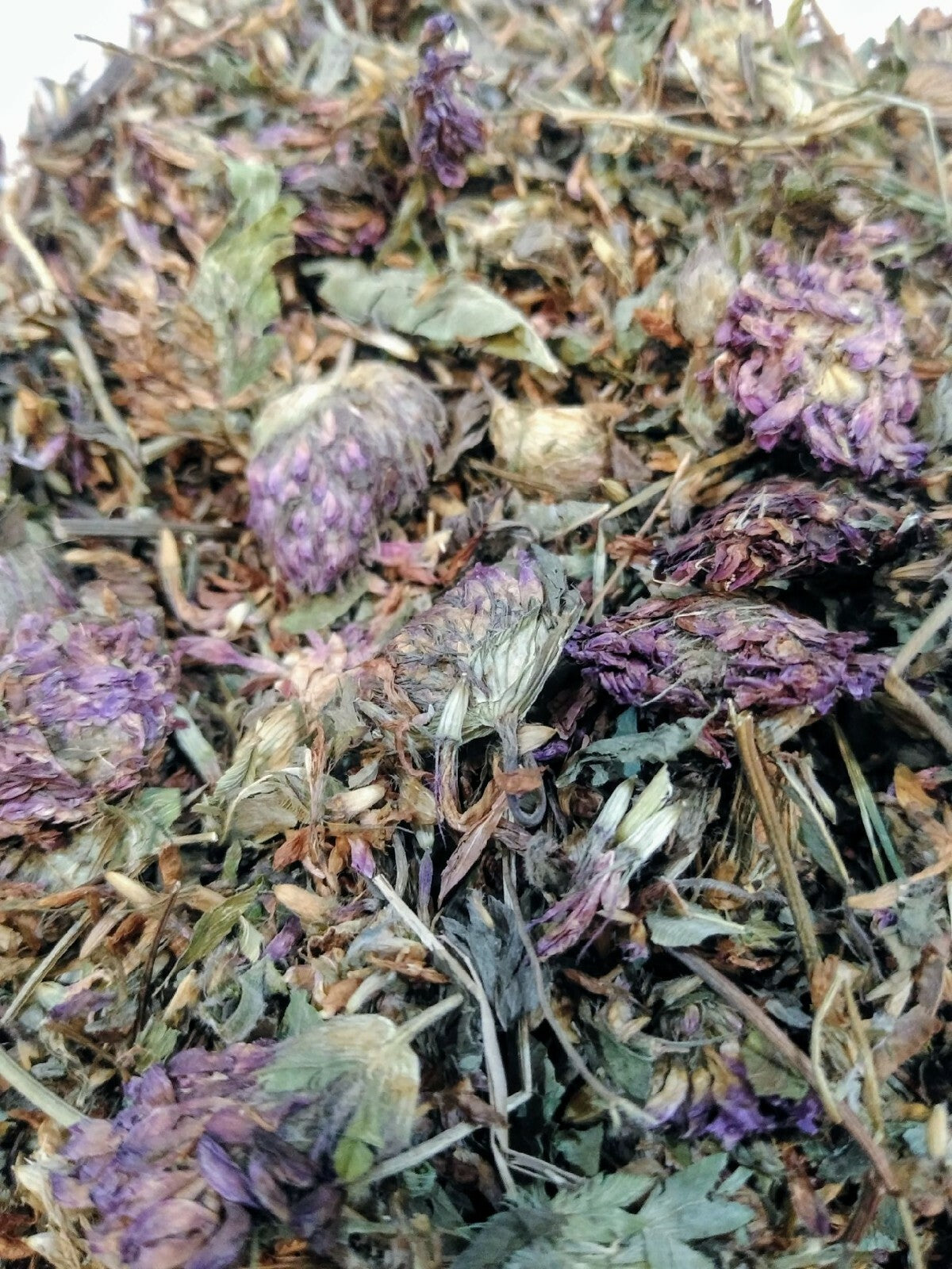 Red Clover Whole Dried Tops 1Oz, Organic